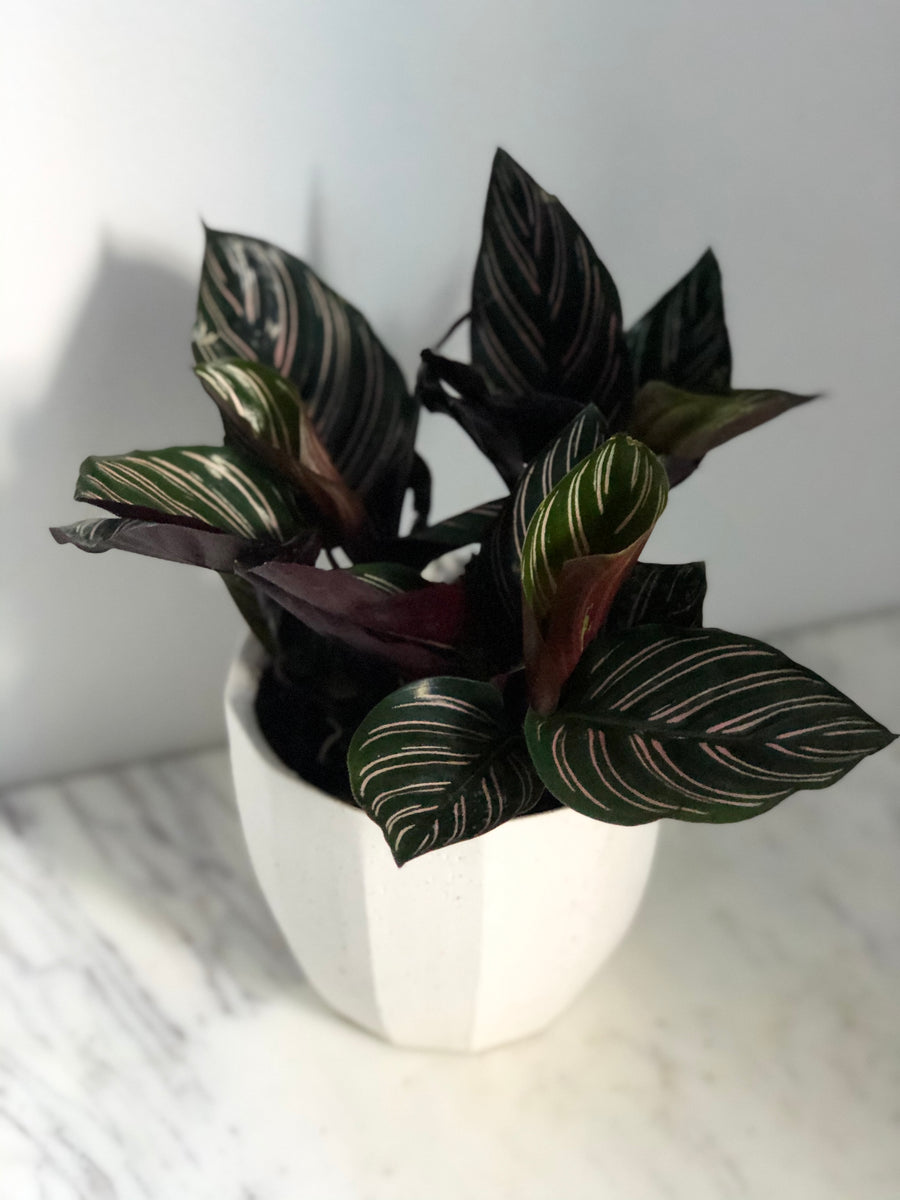 Calathea 'Ornata' - 4