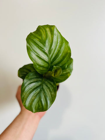 Calathea 'Orbifolia' - 4