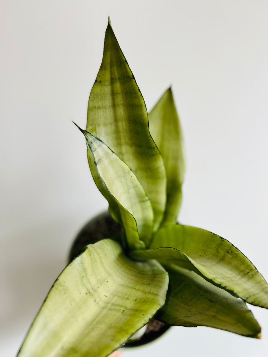 Sansevieria 'Moonshine' - 6