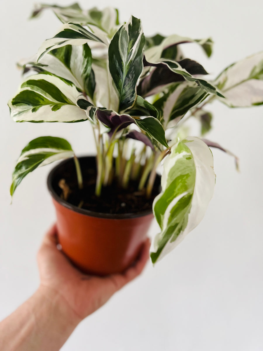 Calathea White Fusion - 6