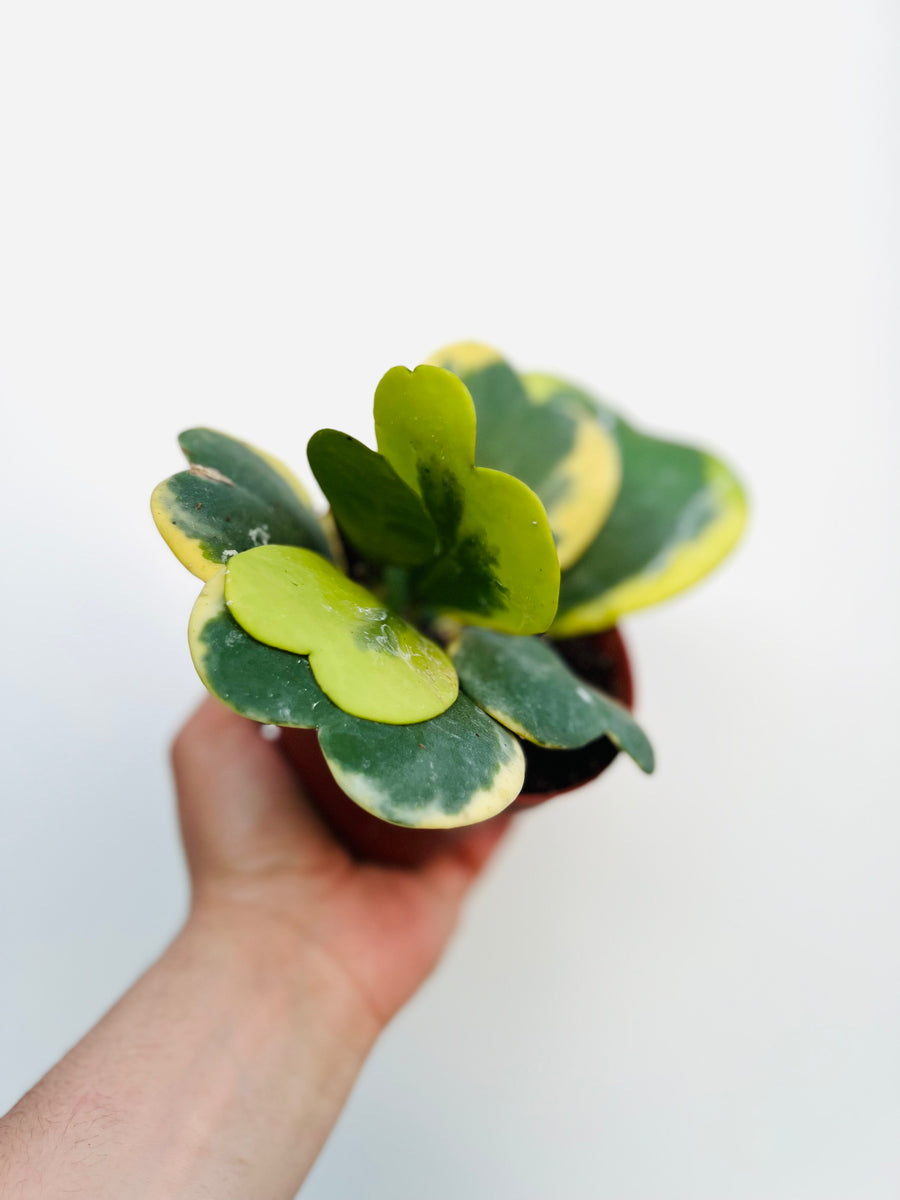 Hoya Kerrii ‘Outer Variegated’ - Vining - 4