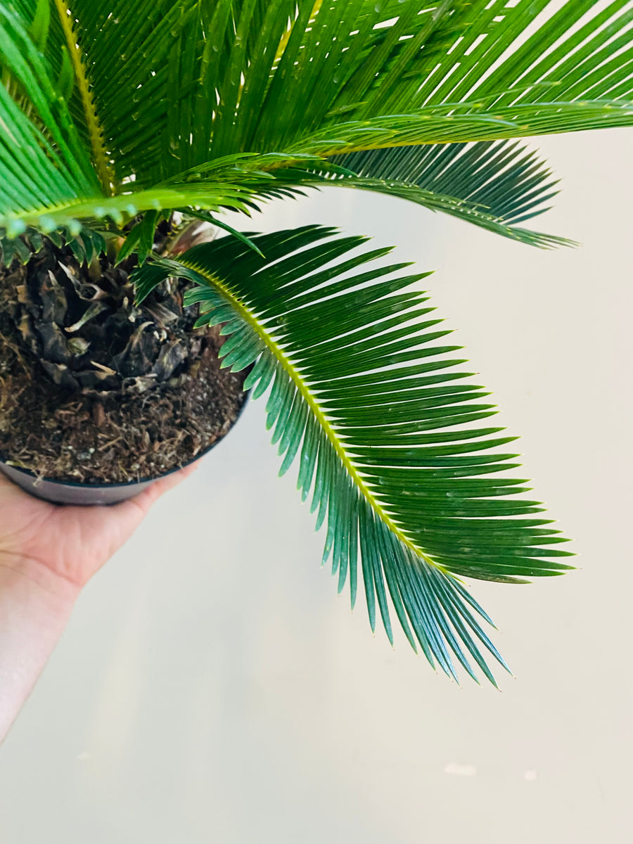 King Sago Palm - Cycas Revoluta - 6