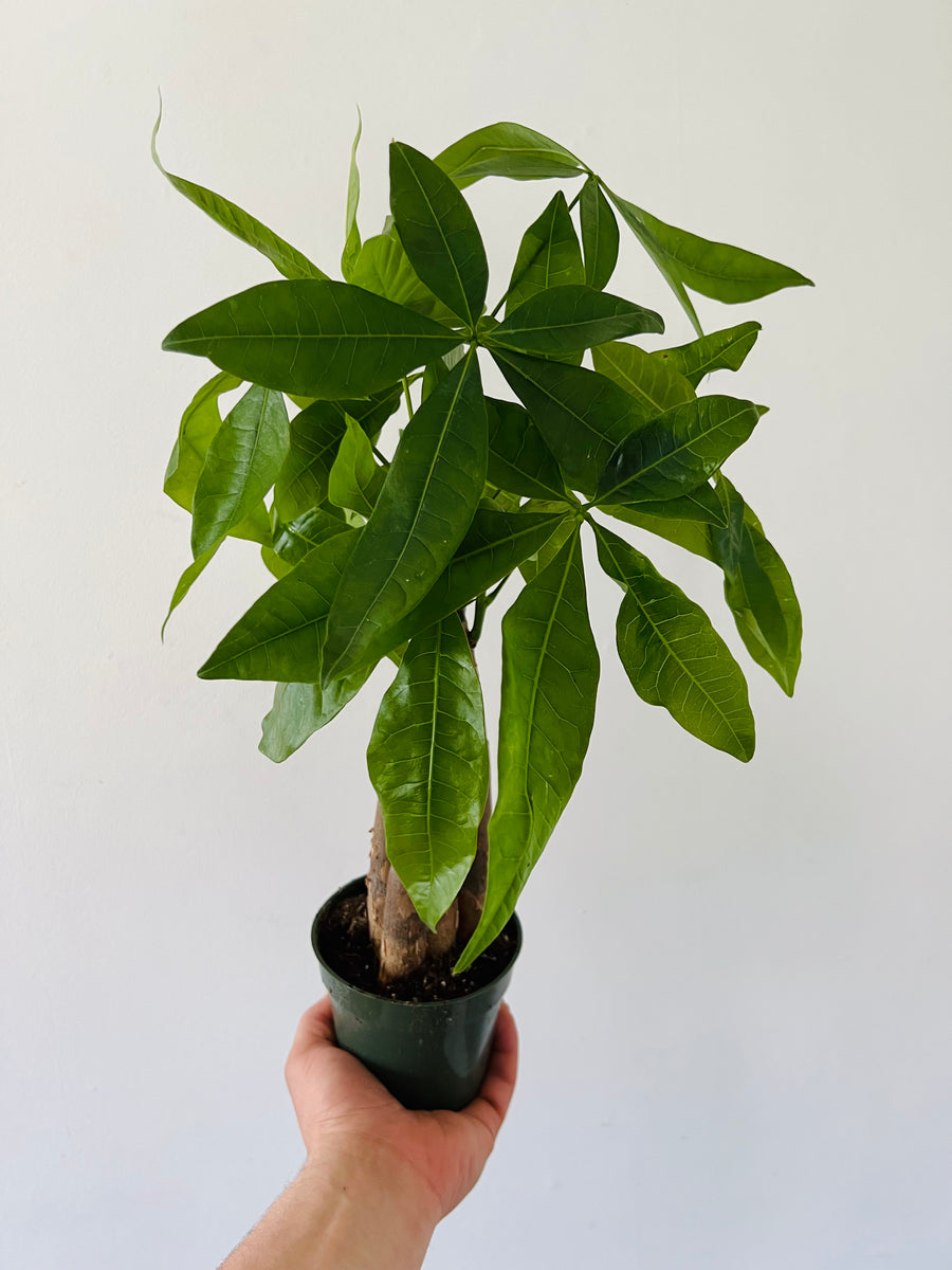 braiding money plant Money Tree Braid - Pachira Aquatica