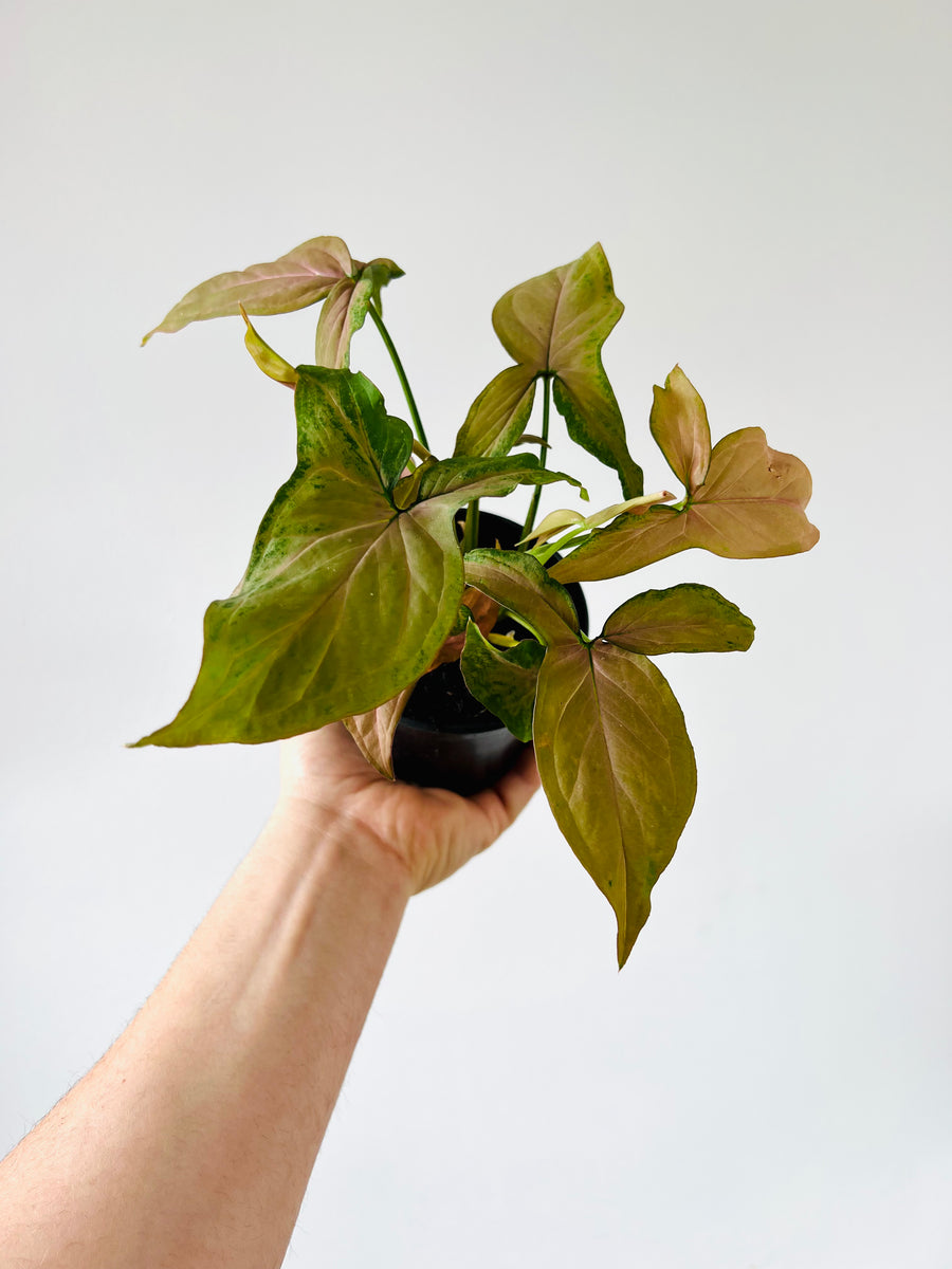 Syngonium Podophyllum 'Pink Splash' - Rare Syngonium - 4