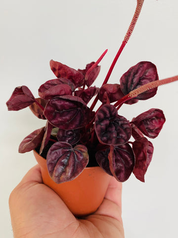 Peperomia Caperata 'Shumi Red' - 4