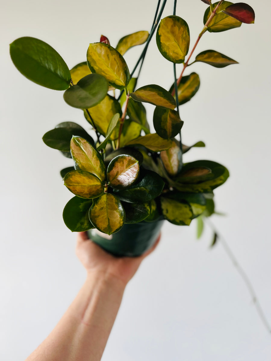 Hoya Australis ‘Lisa’ - full heads - 6