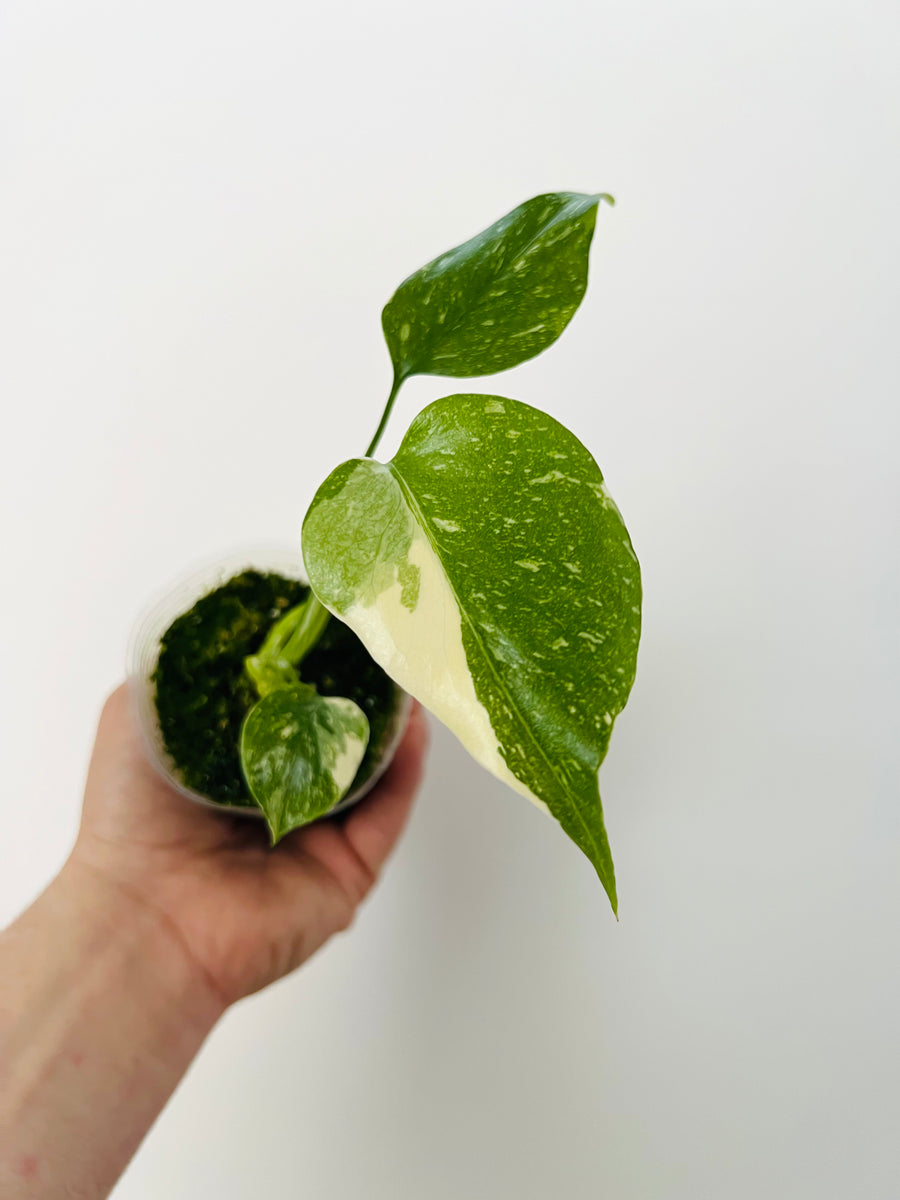 Monstera Thai Constellation - High Variegation