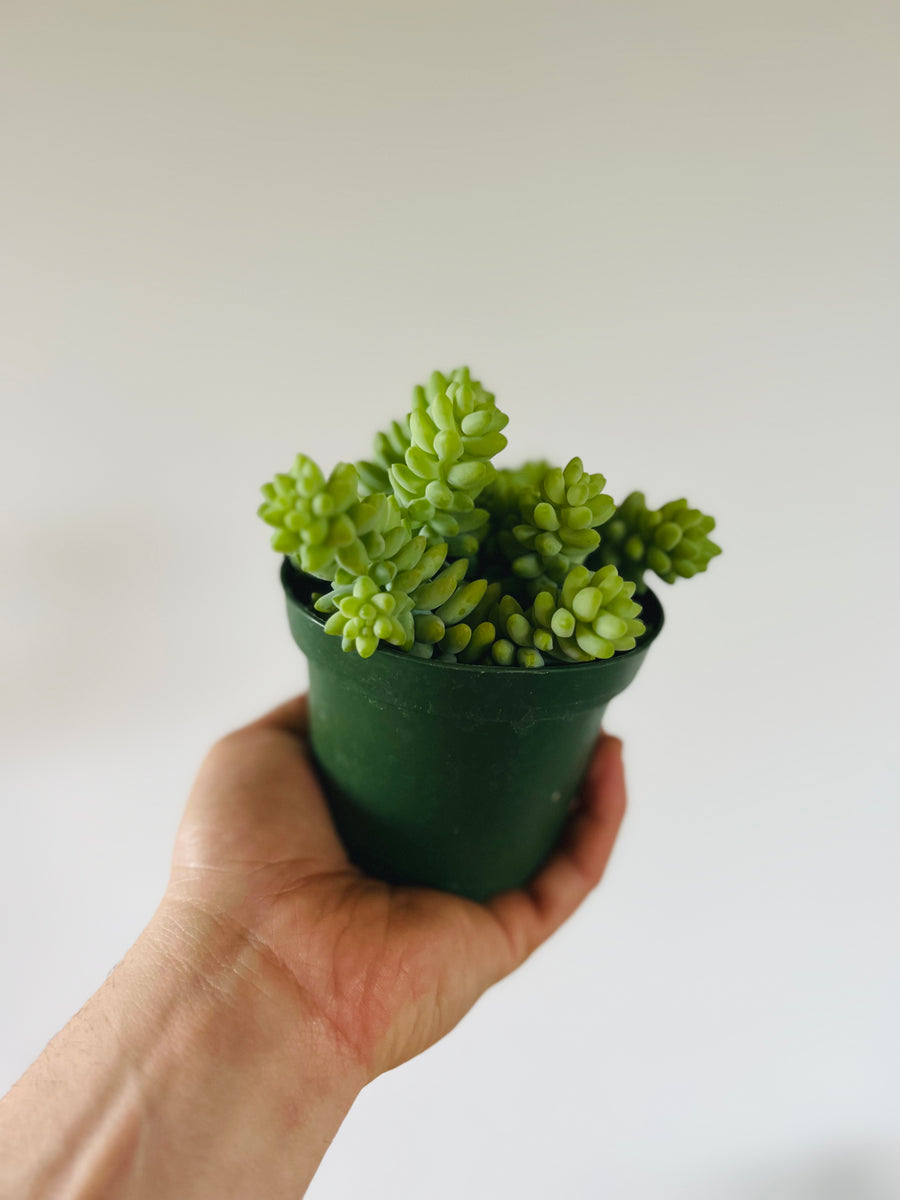 Burrito Tail - Sedum Morganianum - 4