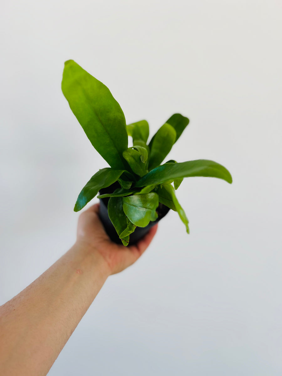 Green Flame Fern - Microsorum Punctatum - 4