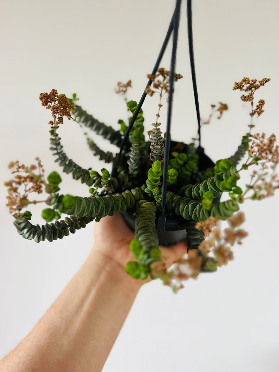 String of Caterpillars - Crassula Hottentot - 4