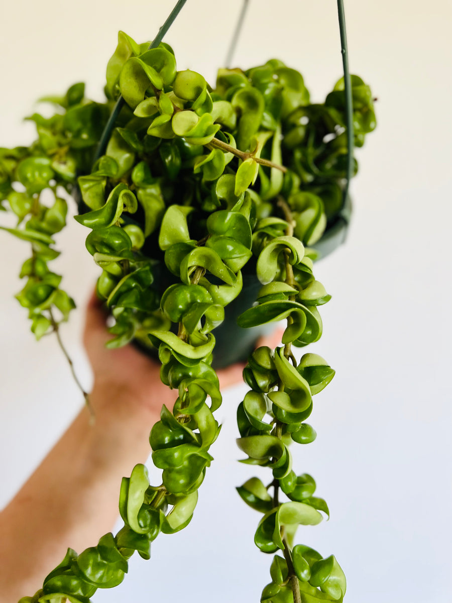 Hoya Carnosa 'Compacta' - 8