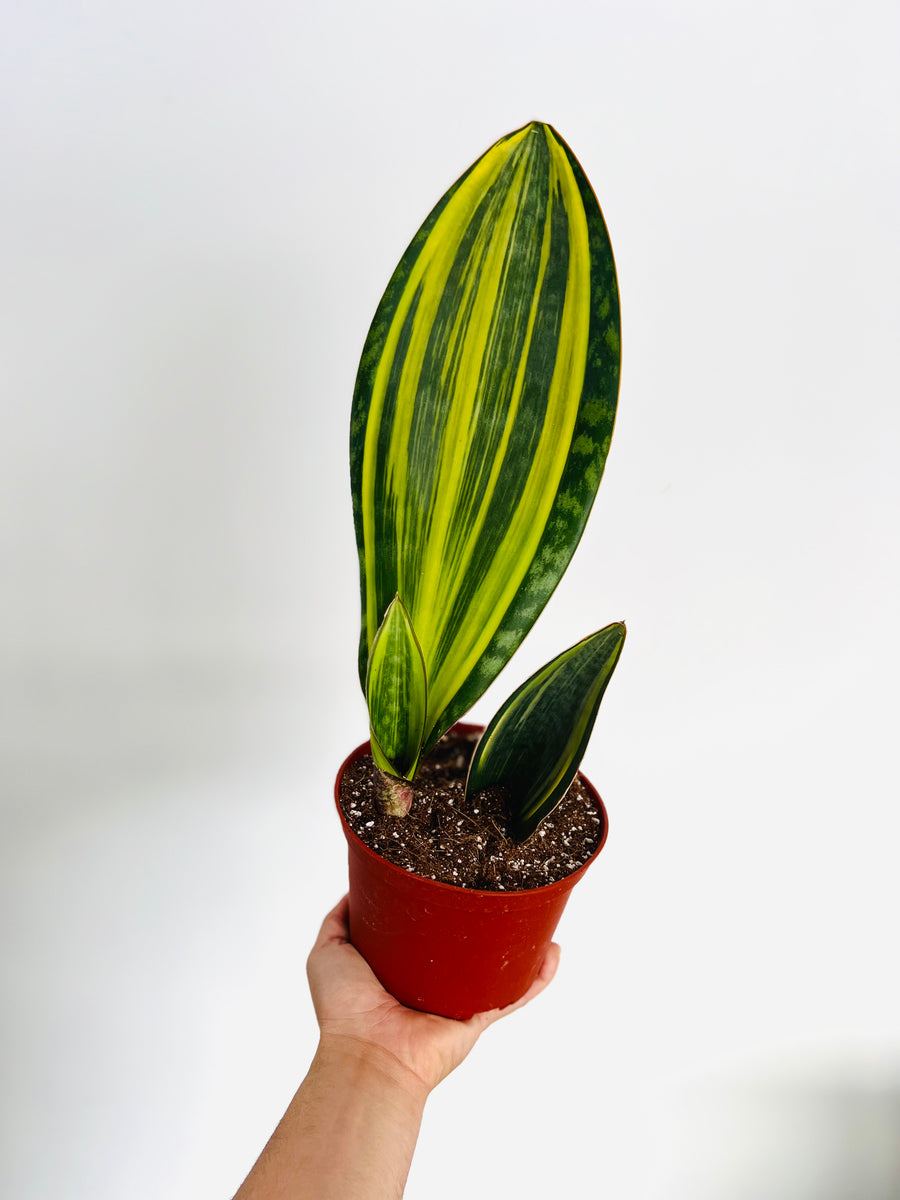 Sansevieria Whalefin Variegated - 6