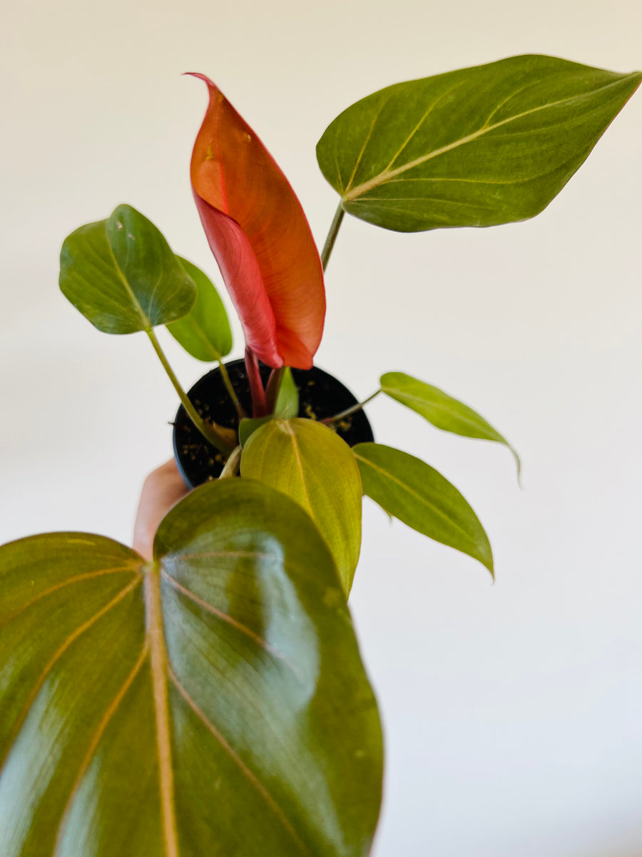 Philodendron Summer Glory - 4