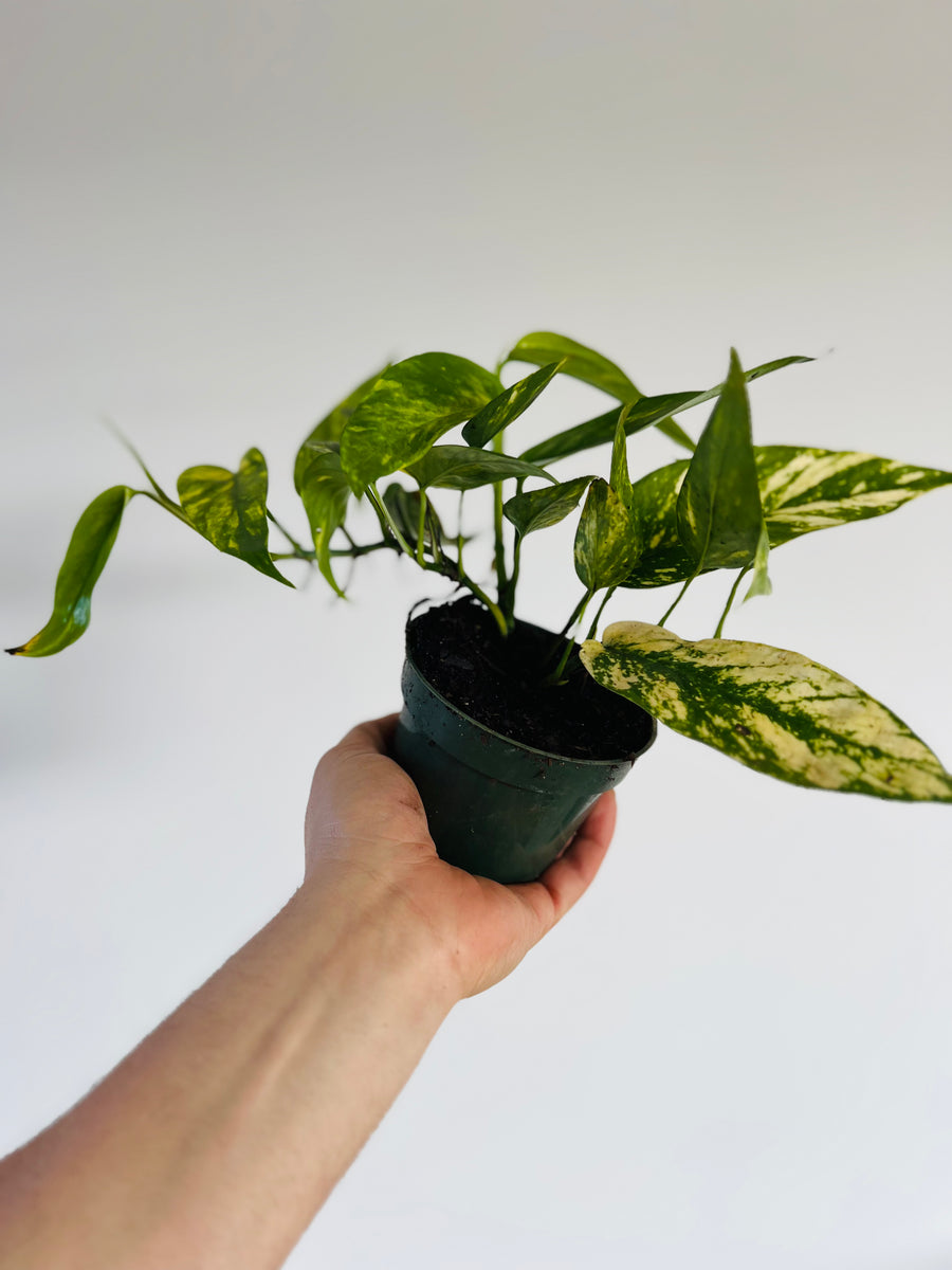 Epipremnum pinnatum 'Aurea' variegata ('Yellow Flame') - SymbiOp Garden Shop