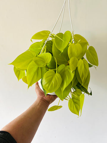 Philodendron Hederaceum 'Lemon' - Full Head - 8