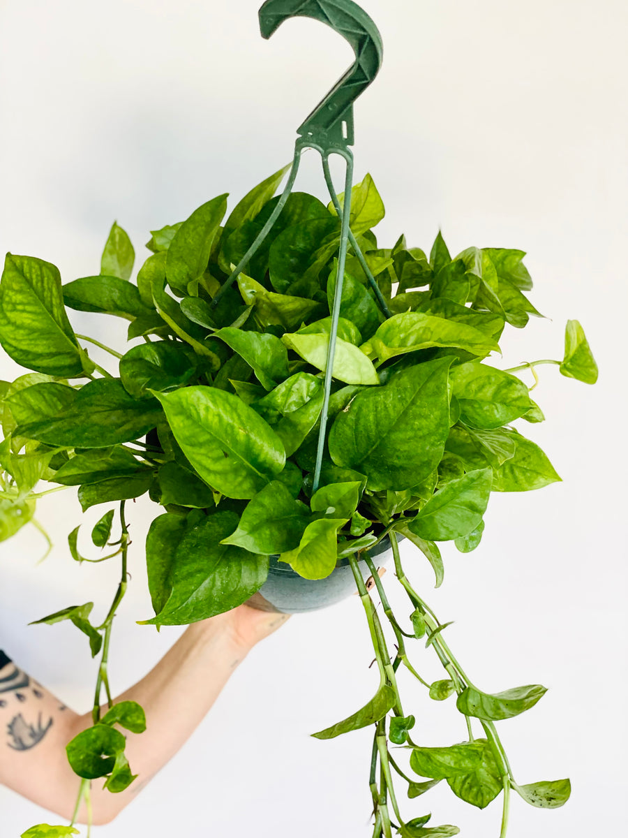 Pothos Emerald - Epipremnum Aureum ‘Emerald’ - 8