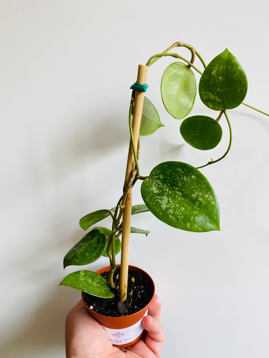 Hoya Verticillata 'Splash w/ Heart Shaped Leaves