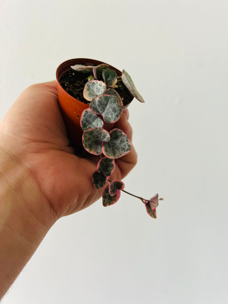 Variegated String of Hearts - Ceropegia Woodii 'Variegated' - 2