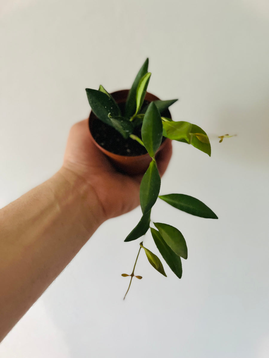 Hoya sp. aff Burtoniae - 3