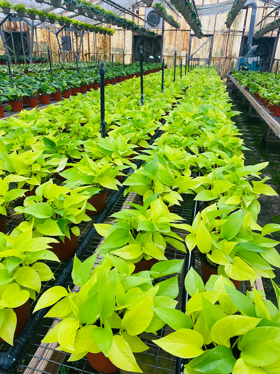 Neon Pothos - Epipremnum Aureum 'Neon' - 6
