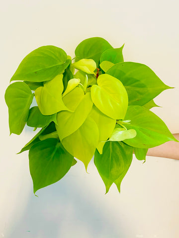 Philodendron Hederaceum 'Lemon' - 6