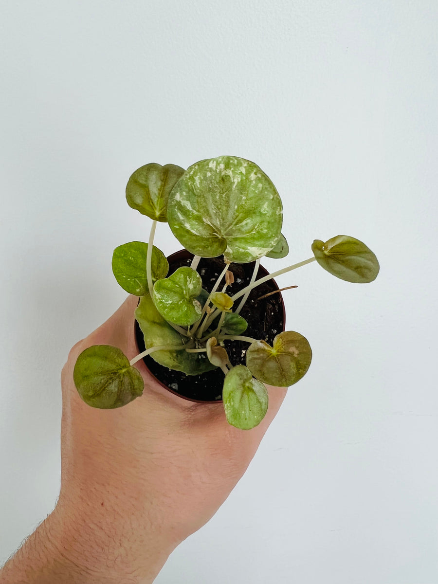 Peperomia Pink Lady - 2