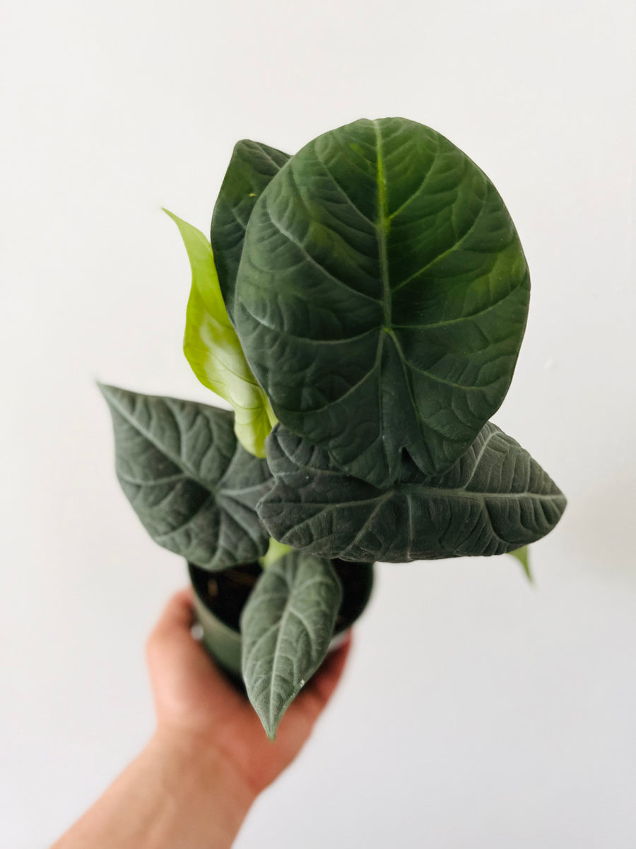 Alocasia Maharani - Grey Dragon - Jewel Alocasia - 4