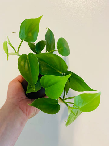 Philodendron Cordatum 'Heartleaf' - 3.5