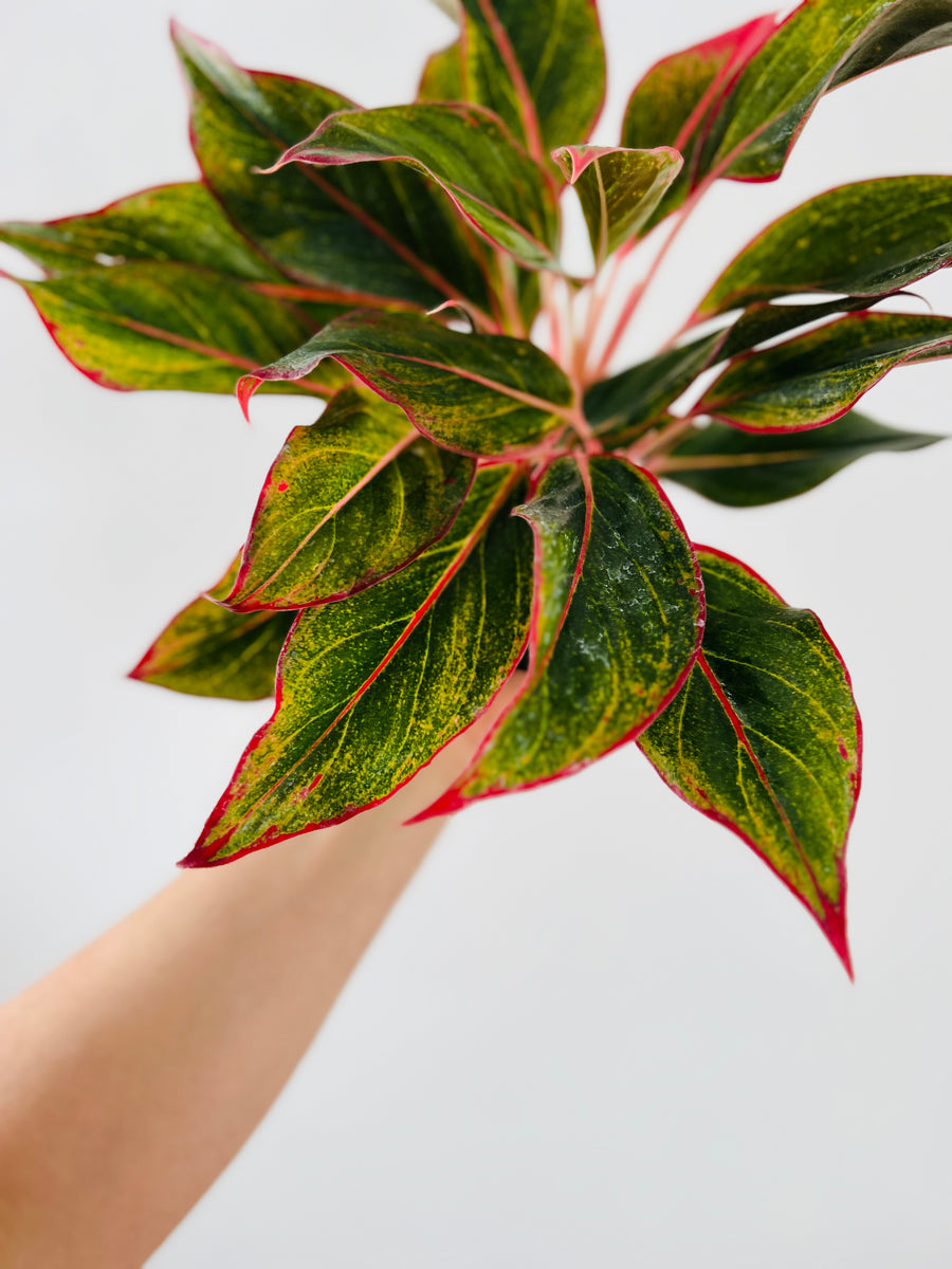 aglaonema firecracker plants Aglaonema Firecracker