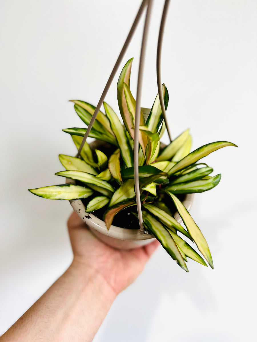 Hoya Wayetii 'Variegated' - 4.5