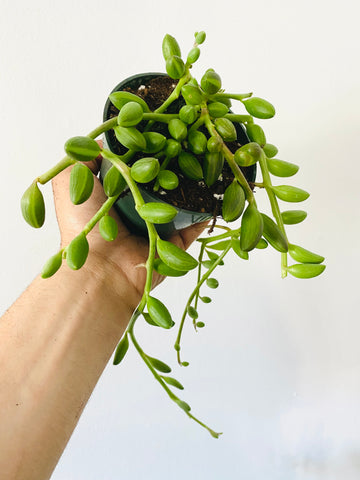 String of Watermelon - Curio Herreanus - 4