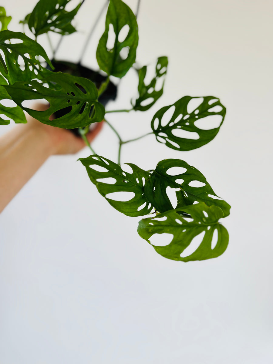 Monstera Adansonii sp. Laniata ‘Double Windows’ - Vining - Rare Aroid - 4