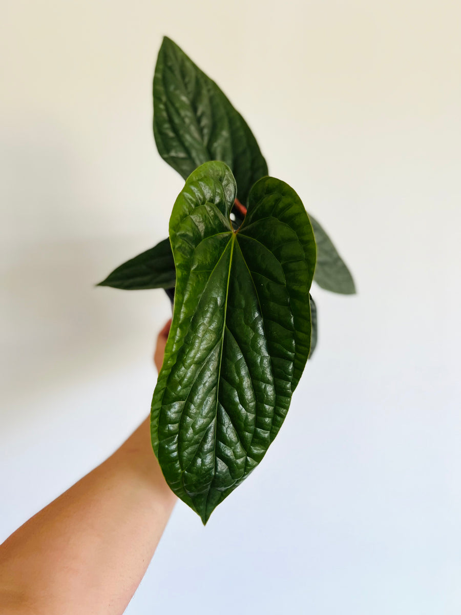 Anthurium Radicans x Luxurians - 6