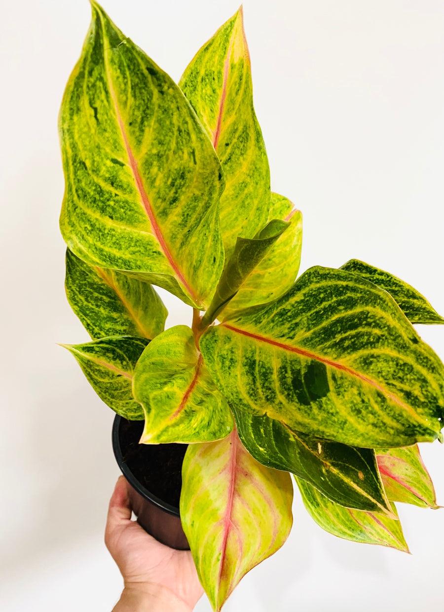 Aglaonema 'Golden Flourite' - 6