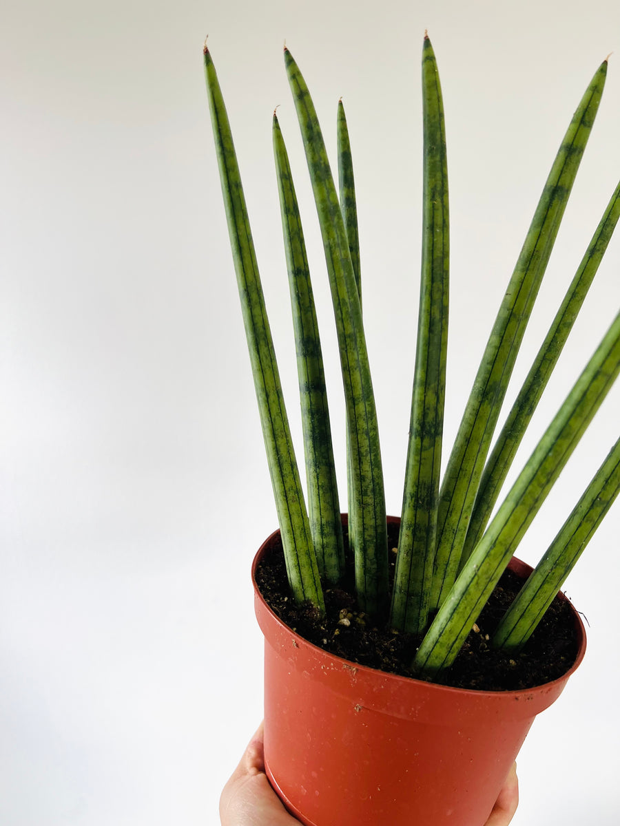 Crown of Thorns Sansevieria - Cylindrica Snake Plant - 6