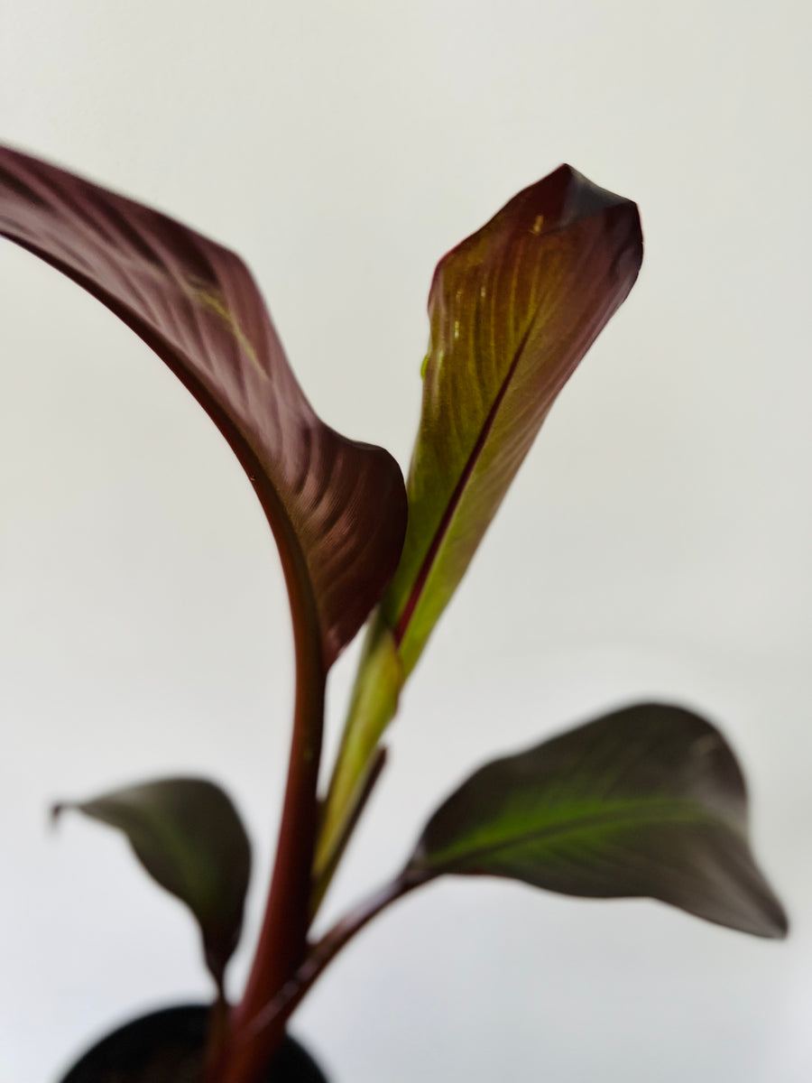 Red Banana Plant - Ensente Maurelii - 6