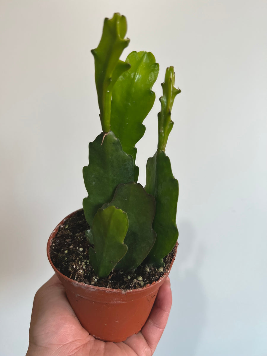 Zig Zag Cactus - Epiphyllum Anguliger - 4