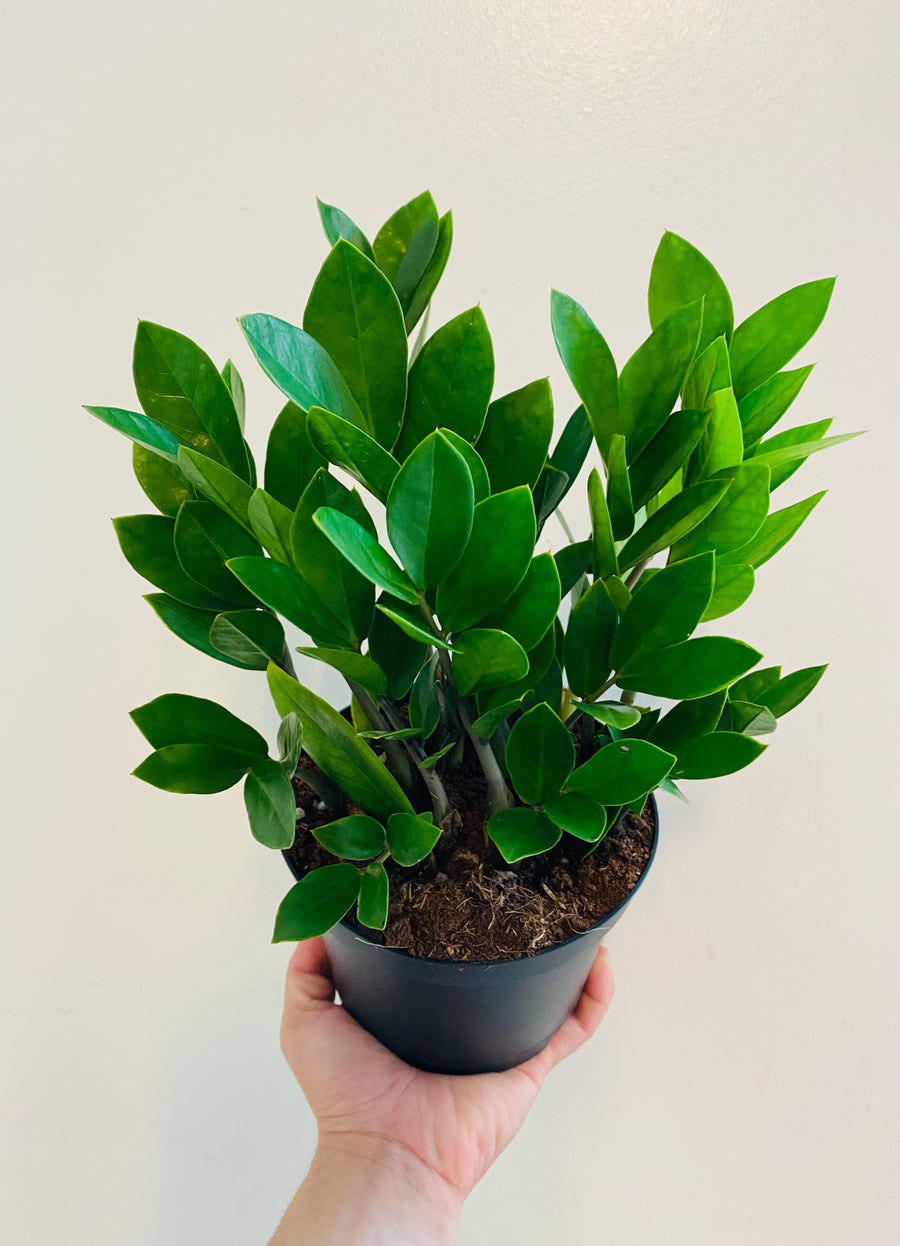 ZZ Plant - Zamioculcas Zamiifolia - 6