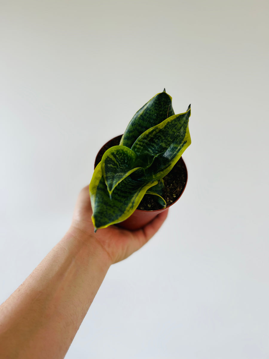 Sansevieria Tornado - 4