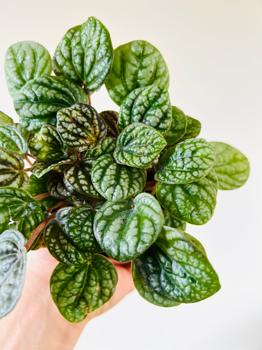 Peperomia Burbella - Crocodile Peperomia - 4