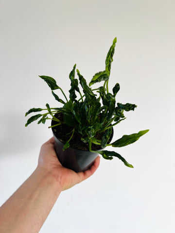 Epipremnum Shangri La - Epipremnum Aureum 'Shagri La' - 4