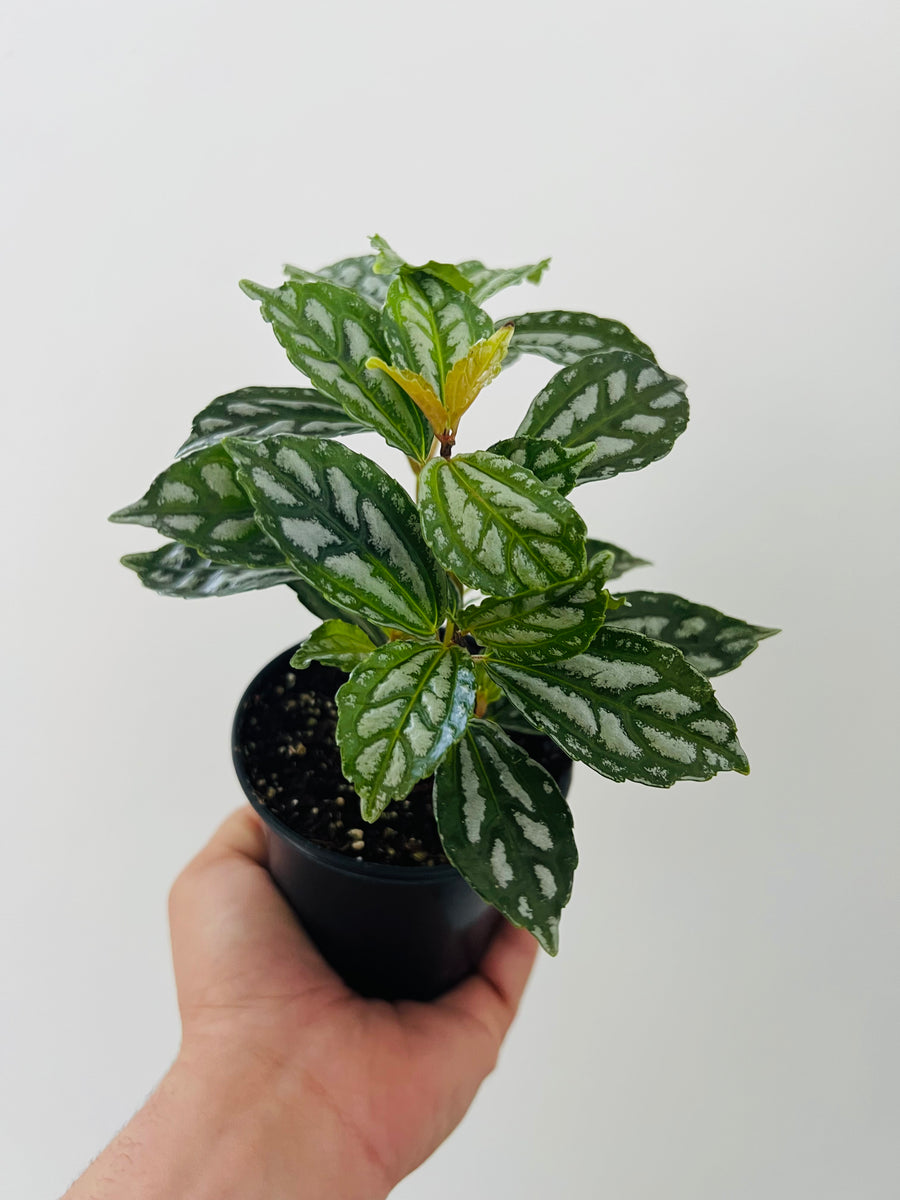 Pilea Cadierei - Aluminum Plant - 4