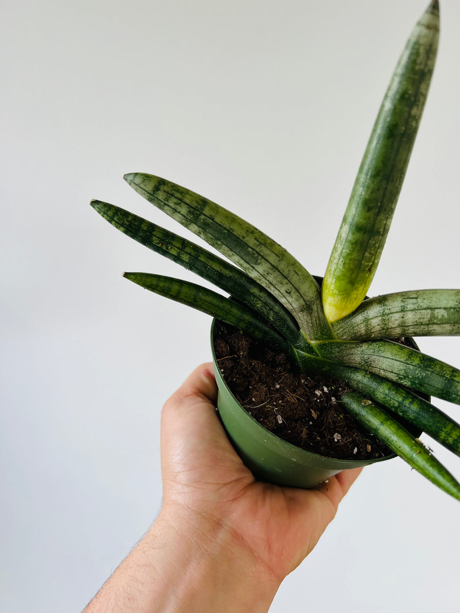 Starfish Plant - Sansevieria Boncel - 4