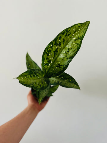 Dieffenbachia Memoria Corsii - 4