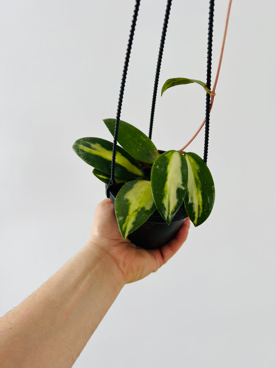 Hoya Acuta Inner Variegated - Rare Hoya - 4