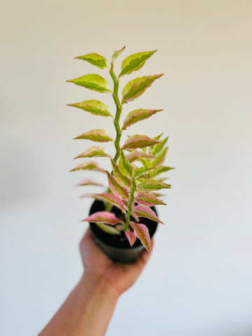 Euphorbia Pedilanthus 'Variegated' - Devil's Backbone - 4