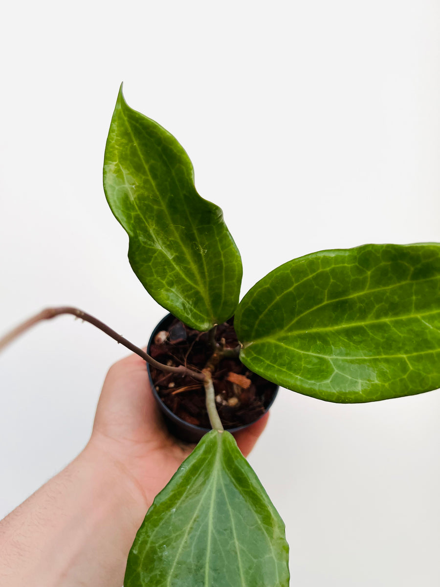 Hoya Quinquenervia - 3