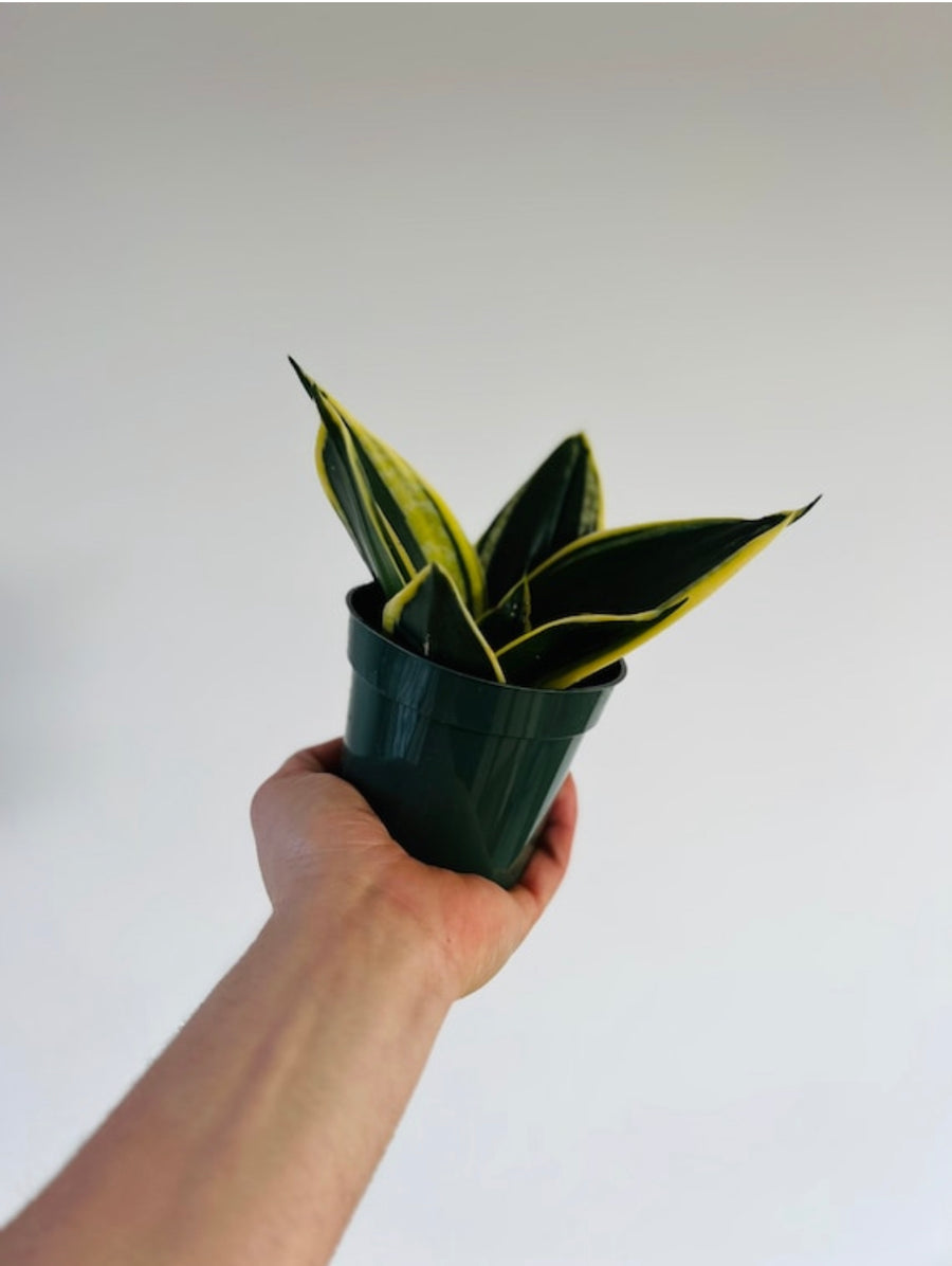 Sansevieria Jade Pagoda - 4