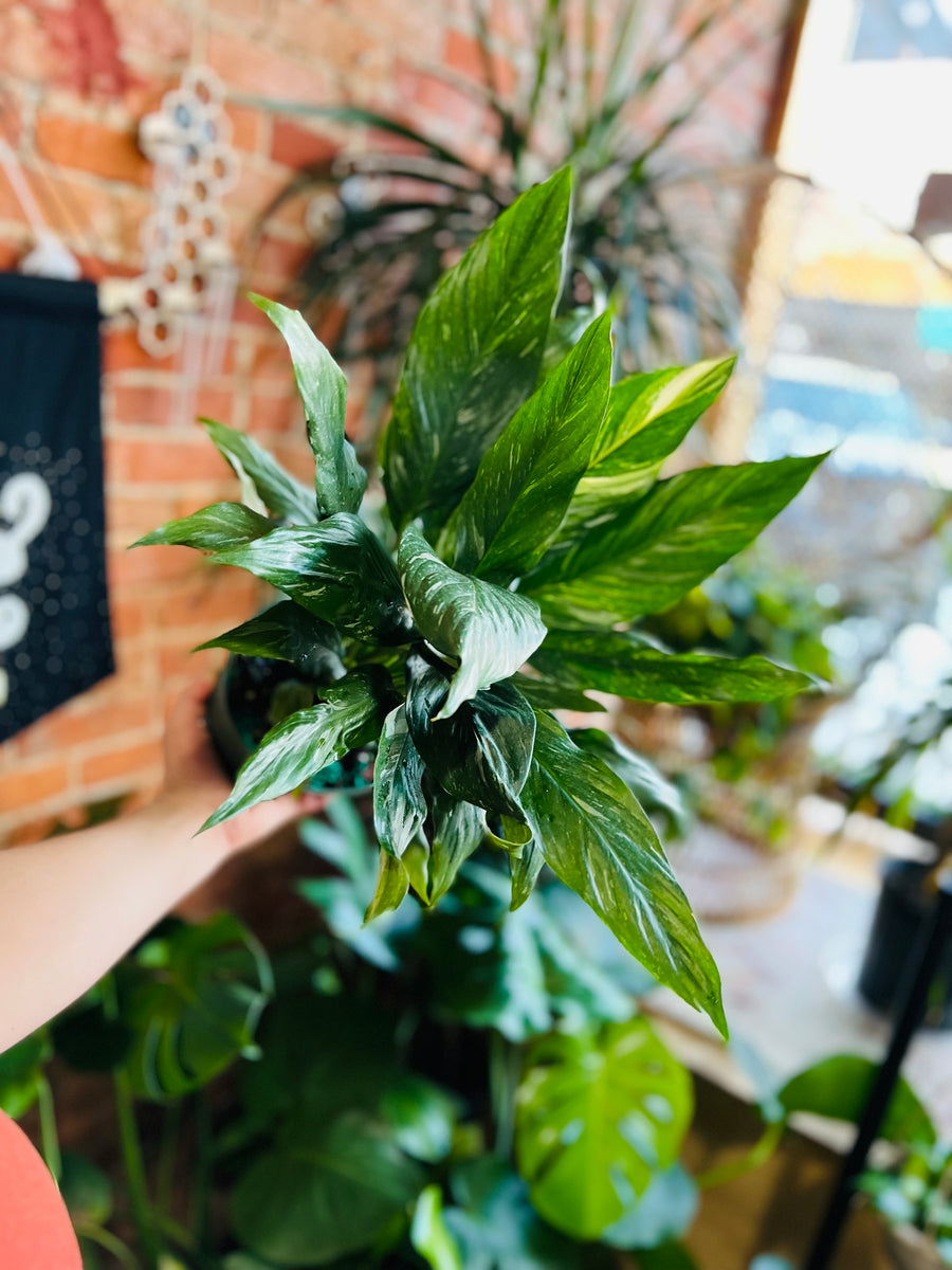Spathiphyllum Domino - Variegated Peace Lily - 6