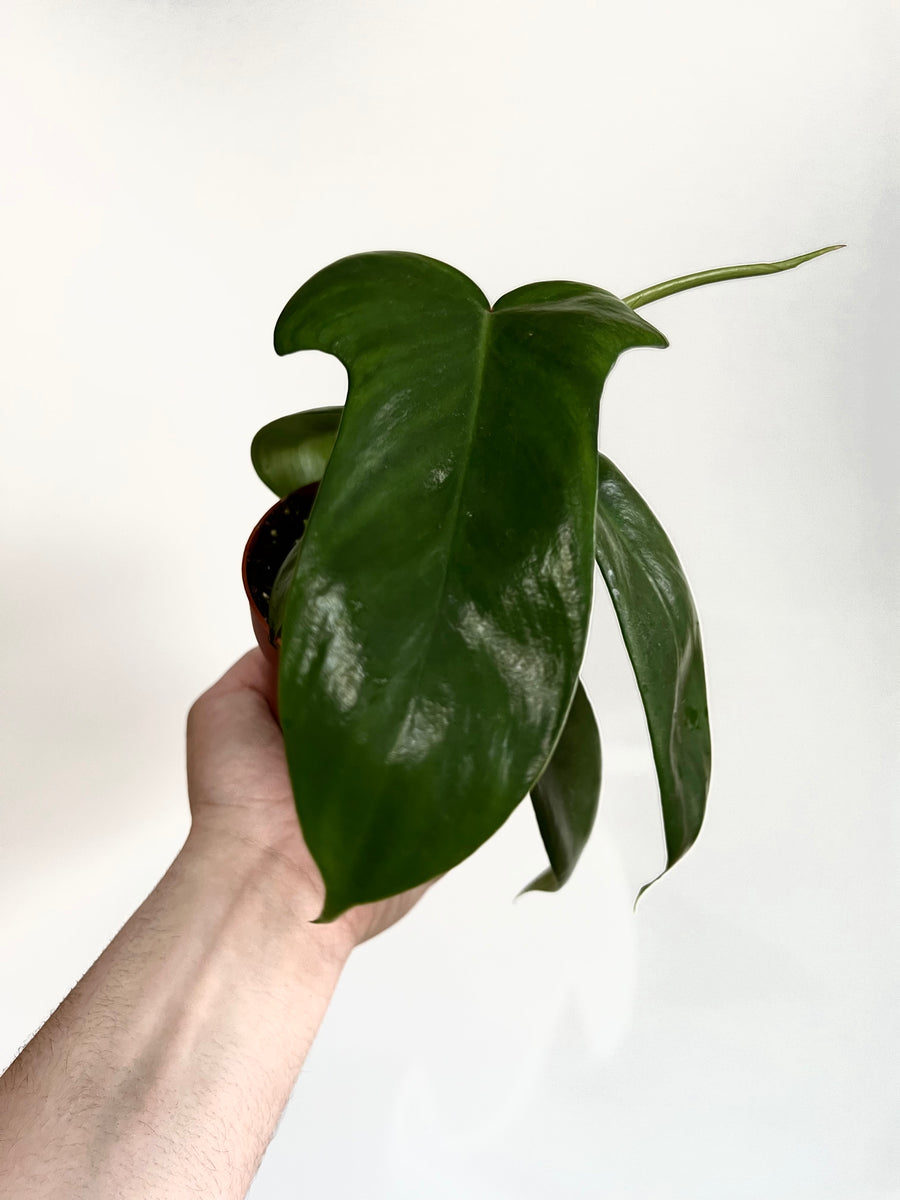 Philodendron Florida Green - 4